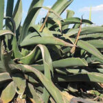 Pulque3