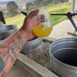 mezcal