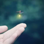 Clima Ideal para las Luciérnagas: ¿Cuándo y Dónde Ver este Mágico Espectáculo?
