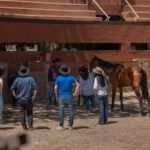 caballos