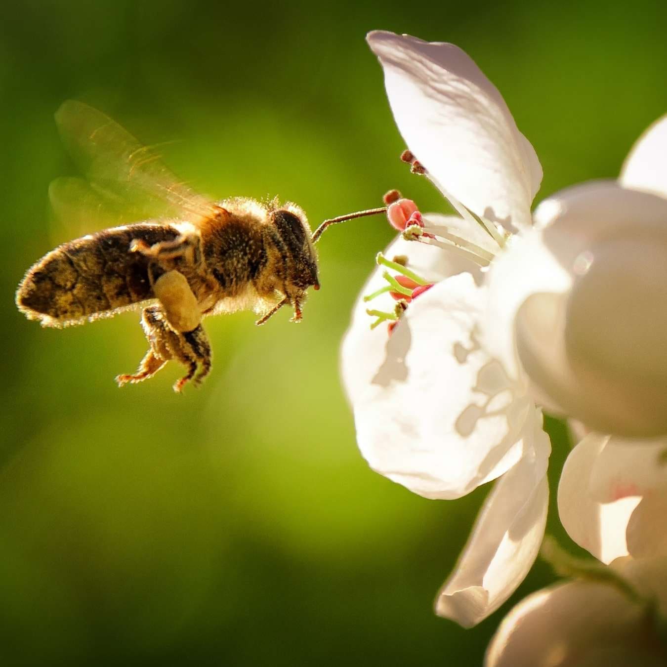 Abeja