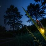 Qué llevar en tu visita al bosque de Nanacamilpa: checklist completo (2026)